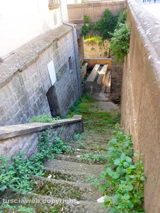 Viterbo - Erbacce al lavatoio di via del Ginnasio