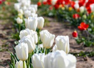 Tuscia flower - Il parco dei tulipani