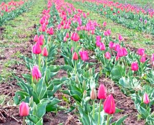 Tuscia flower - Il parco dei tulipani