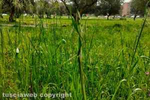 Viterbo - Erba alta al parco della Solidarietà