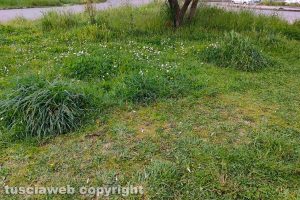 Viterbo - Erba alta al parco della Solidarietà