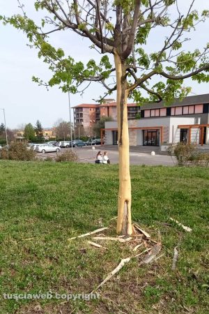 Albero danneggiato