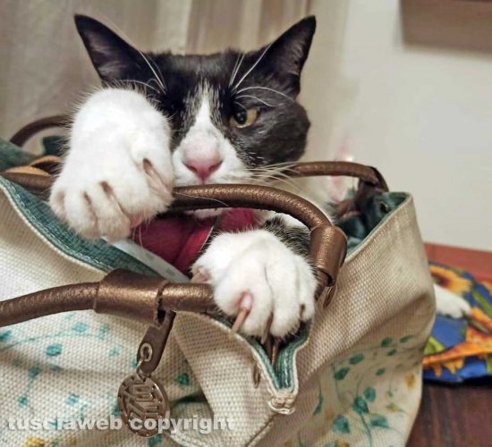 Gattone compie 10 anni