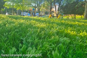 Viterbo - Erba alta nei giardini della Quercia