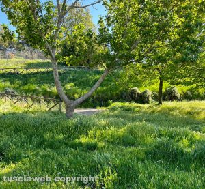 Viterbo - Erba alta ai giardini della Mazzetta