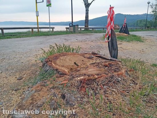 Montefiascone - Gli alberi tagliati sul lungolago