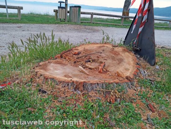 Montefiascone - Gli alberi tagliati sul lungolago