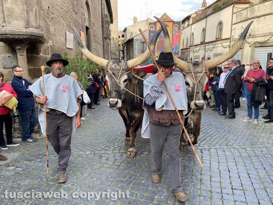 Viterbo - La processione del Santissimo Salvatore