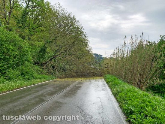Capranica - Albero sulla Cassia
