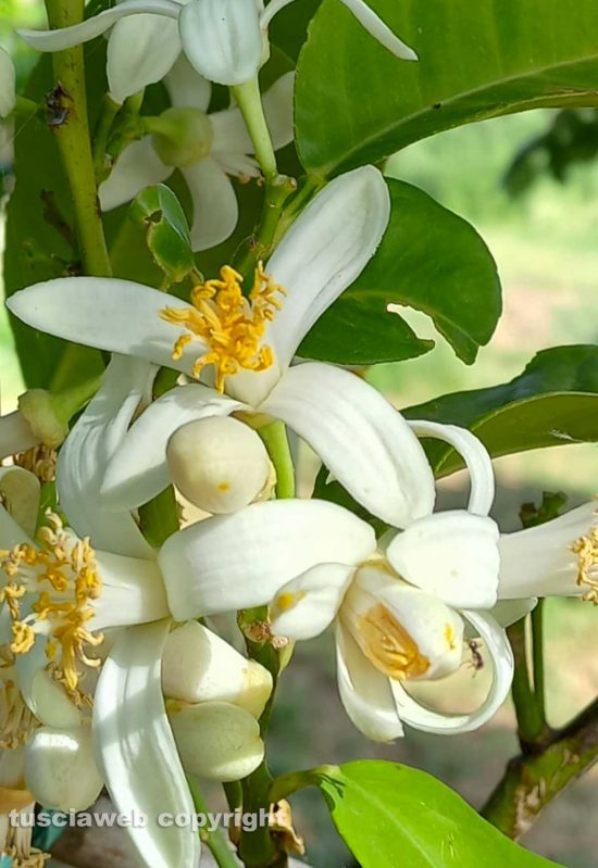 Fiore di pompelmo