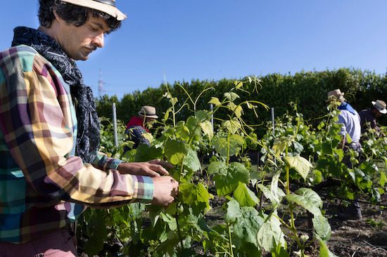 Famiglia Cotarella - Fattoria didattica Tellus