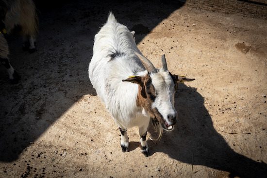 Famiglia Cotarella - Fattoria didattica Tellus