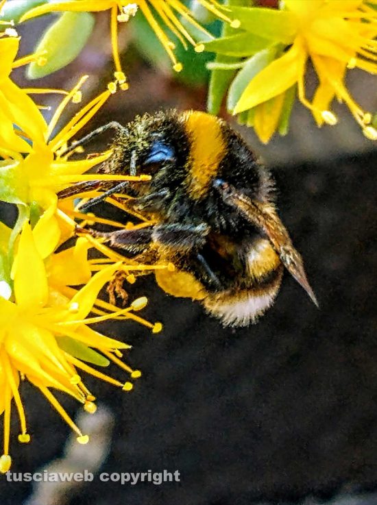 Viterbo - Un bombo tra i fiori