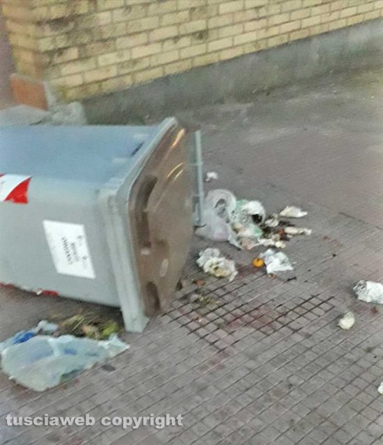 Via Belluno, i cinghiali ribaltano le pattumiere e rovistano nella spazzatura