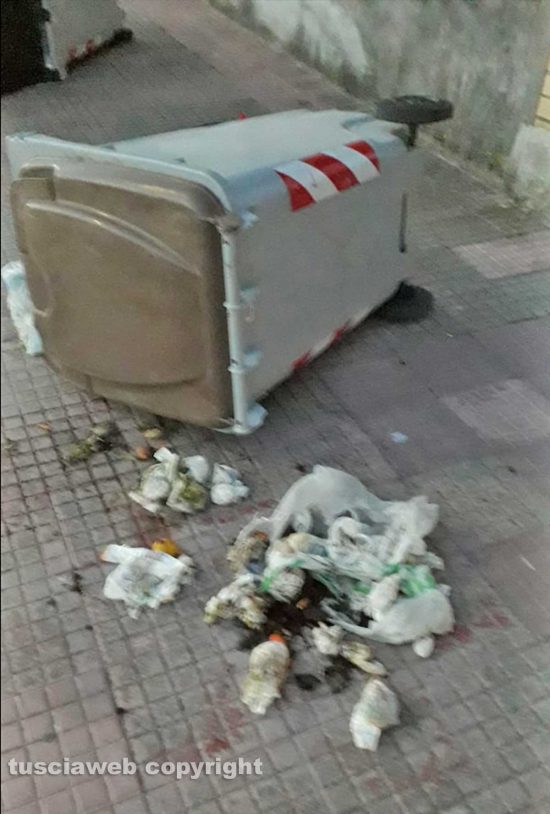 Via Belluno, i cinghiali ribaltano le pattumiere e rovistano nella spazzatura
