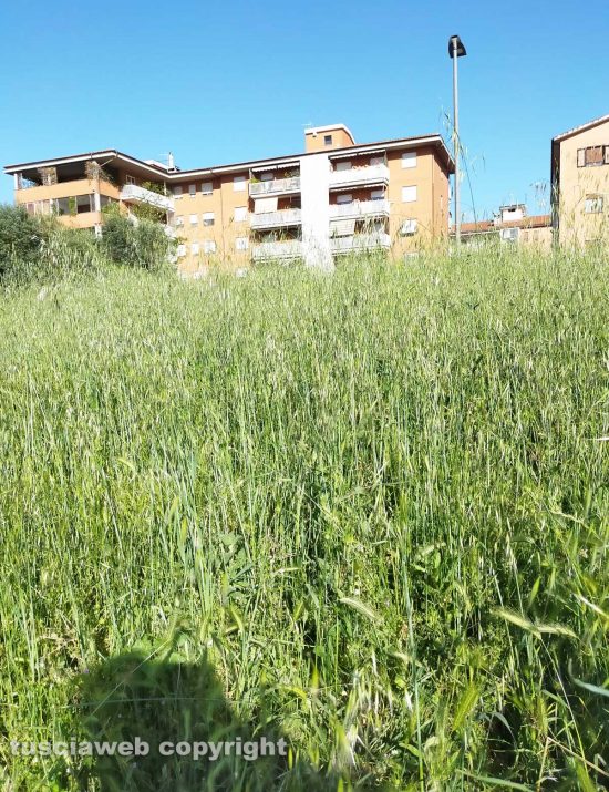 Viterbo - Erba alta al quartiere Santa Lucia