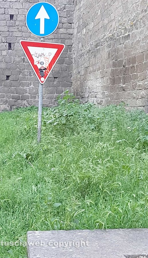 Viterbo - Erba alta a Porta della Verità