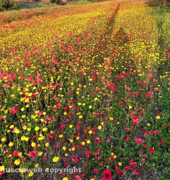Campo di margherite e papaveri