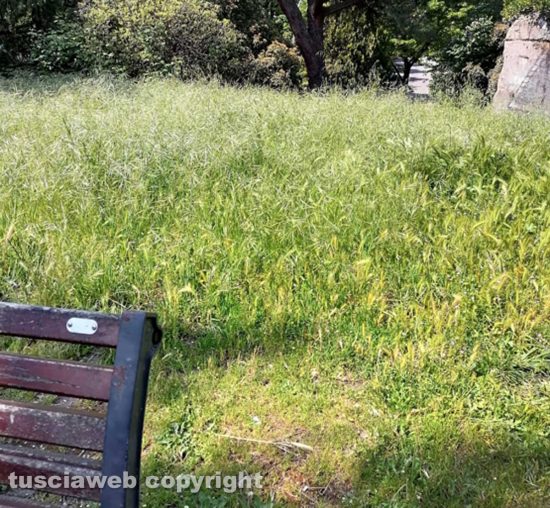 Viterbo - Erbacce al parco di via Monte Cervino