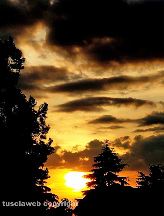 Tramonto tra gli alberi