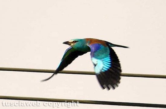 Uccello in volo