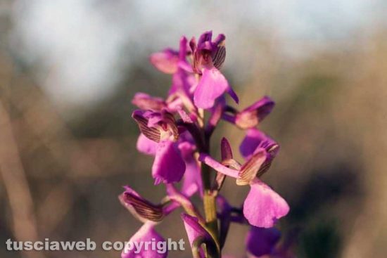 Orchidea selvatica