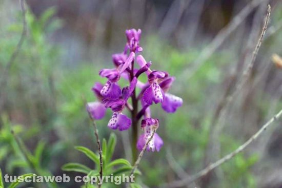 Orchidea selvatica