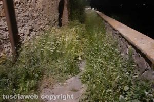 Viterbo - Erba alta a Roccalvecce
