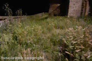 Viterbo - Erba alta a Roccalvecce