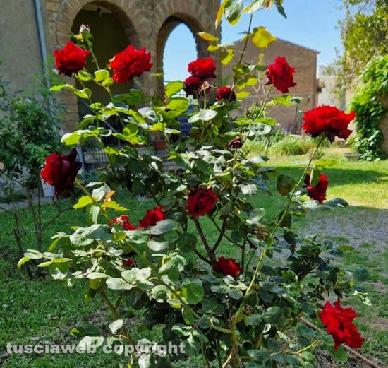 Viterbo - Fioritura della rosa nera