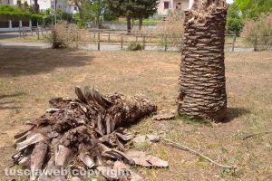 Montalto di Castro - Incuria alla marina