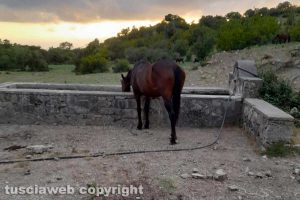 Barbarano Romano - Animali in cerca di acqua