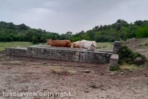 Barbarano Romano - Animali in cerca di acqua