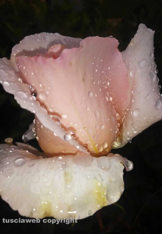 Una rosa