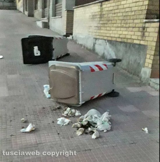 Via Belluno, i cinghiali ribaltano le pattumiere e rovistano nella spazzatura