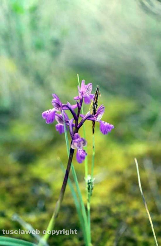 Orchidea selvatica