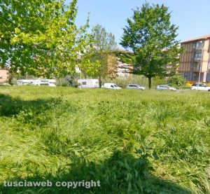Viterbo - Erba alta al parco in via Puccini