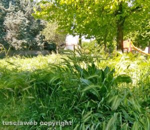 Viterbo - Erba alta al parco in via Puccini