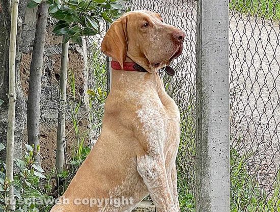 Il bracco italiano Wittgenstein, la cui nobiltà è saggezza appaiono in tutto il suo splendore