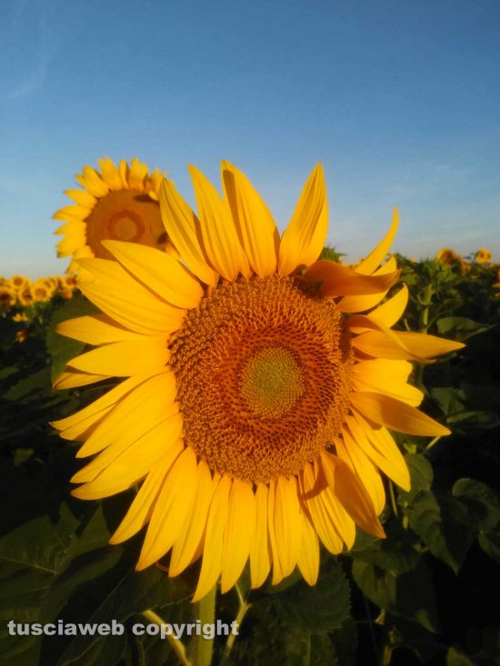 Un girasole