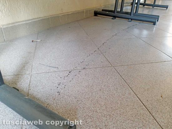 Montefiascone – Le formiche alla stazione di Zepponami