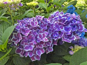 Ortensie
