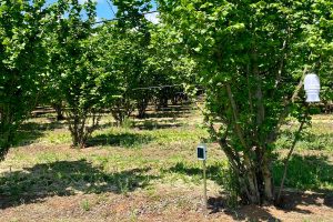 Ronciglione - La Cpn sperimenta per la prima volta le nuove trappole xFarm