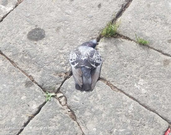 Viterbo - Piccioni morti in centro storico