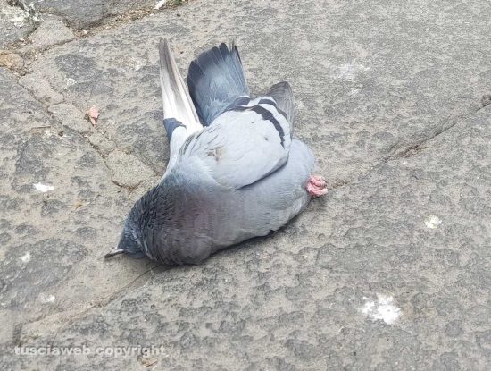Viterbo - Piccioni morti in centro storico 