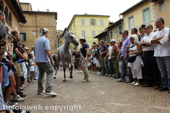 Siena - La contrada dell'Oca