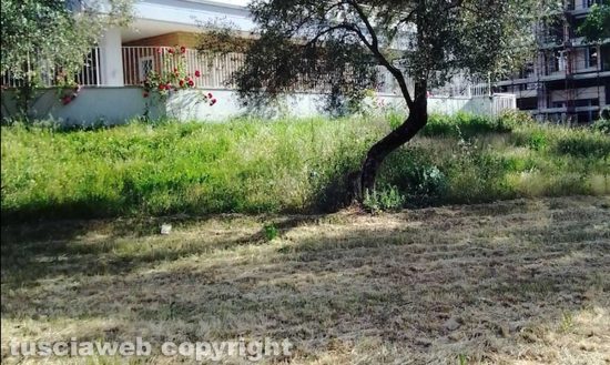 Viterbo - Zona santa Lucia - Erbacce