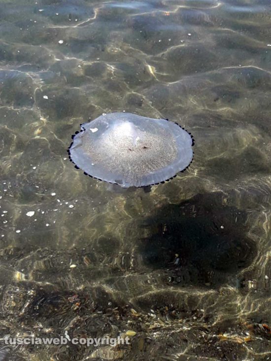 Montalto di Castro - Tempo di meduse