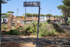 Tarquinia - L’abbattimento dei pini in via quintiana