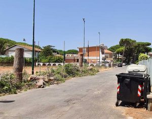 Tarquinia - L’abbattimento dei pini 